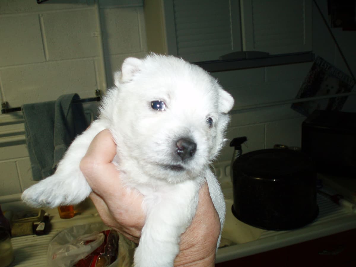 West Highland White Terrier Puppies breeder image 3