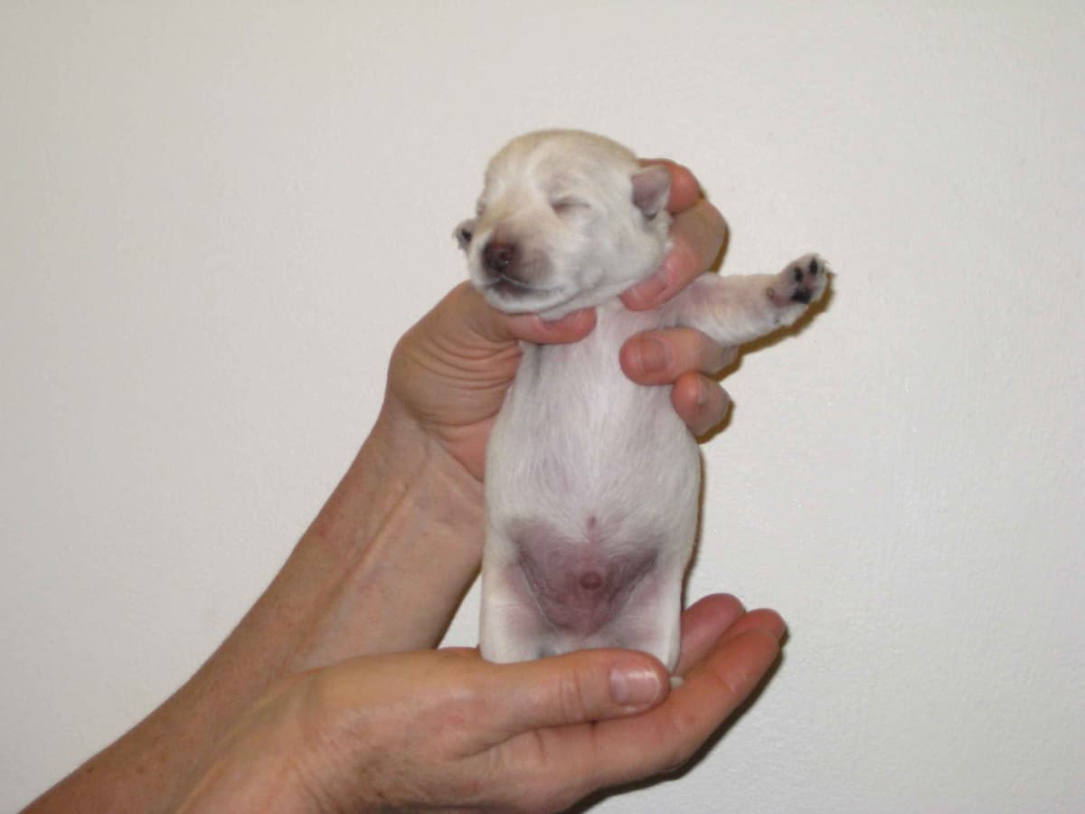 West Highland White Terrier Puppies breeder image 9