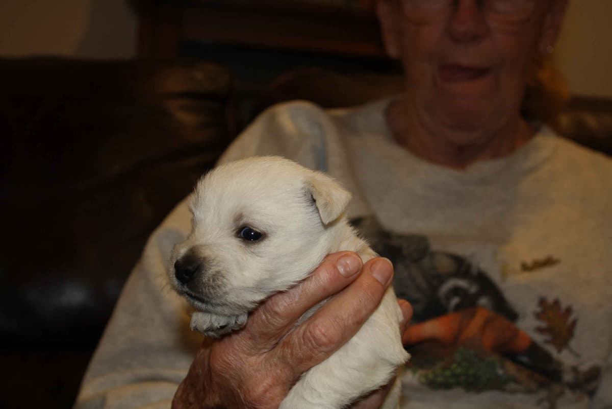 West Highland White Terrier Puppies breeder image 11