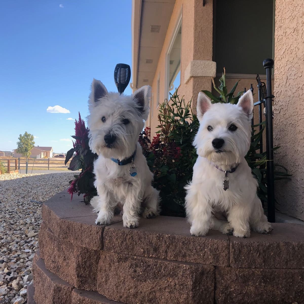 West Highland White Terrier Puppies breeder image 15