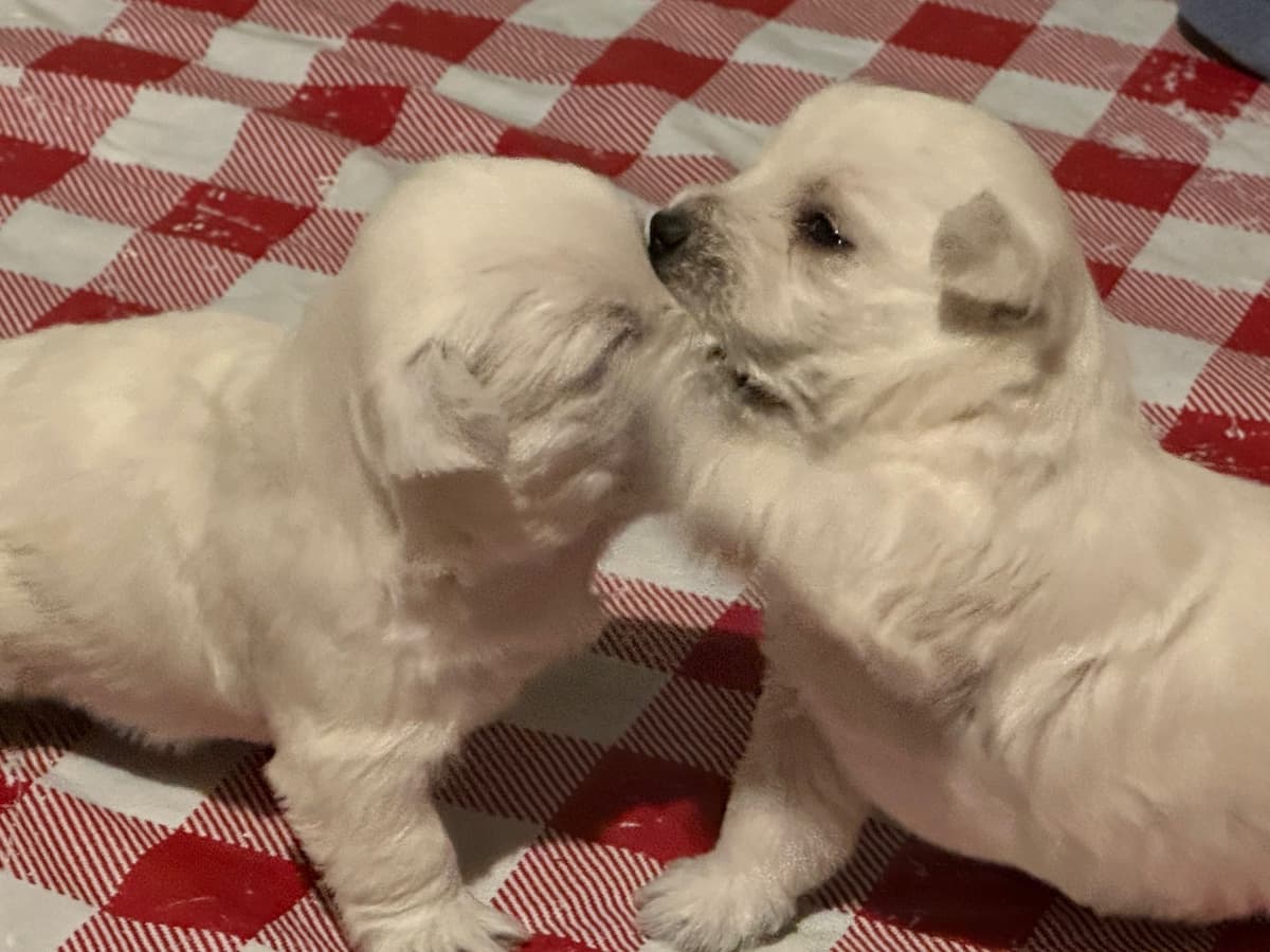 West Highland White Terrier Puppies breeder image 14