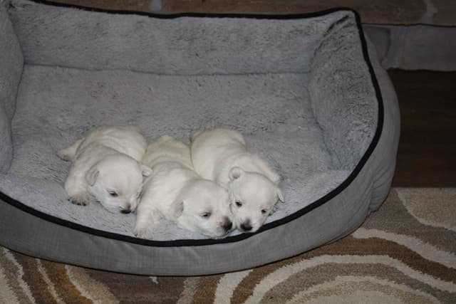 West Highland White Terrier Puppies media 4