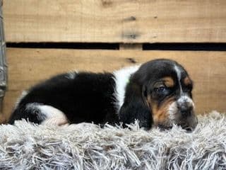 Basset Hound Puppies media 2