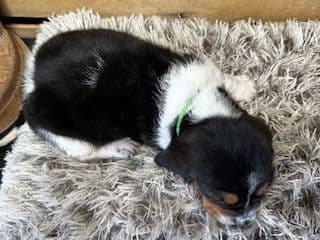 Basset Hound Puppies media 3