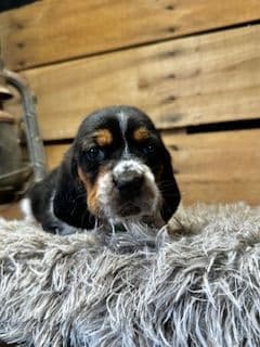 Basset Hound Puppies media 4