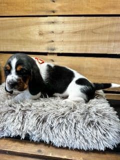Basset Hound Puppies media 5