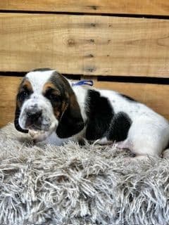 Basset Hound Puppies media 6