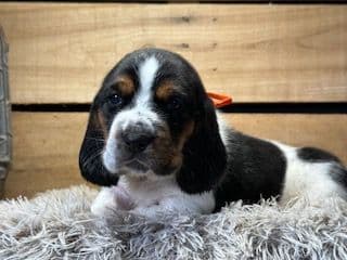 Basset Hound Puppies media 7