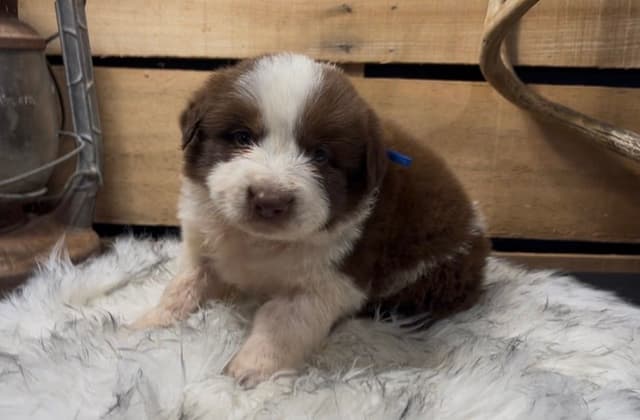 Border Collie Puppies media 2