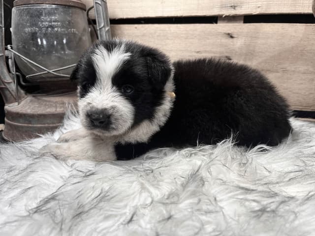 Border Collie Puppies media 4