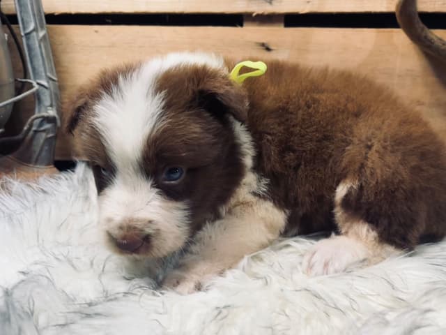 Border Collie Puppies media 3