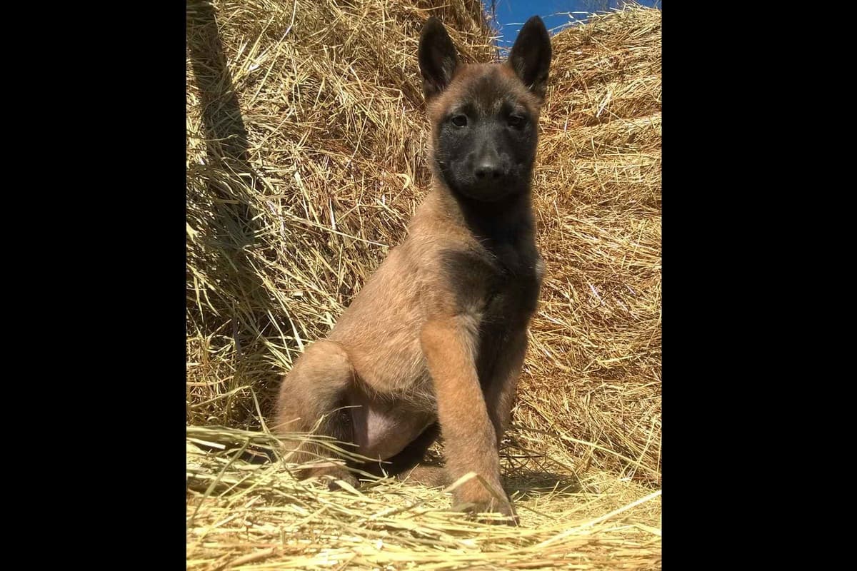 Belgian Malinois Puppies breeder image 2