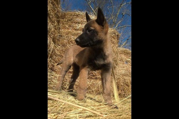 Belgian Malinois Puppies breeder image 3