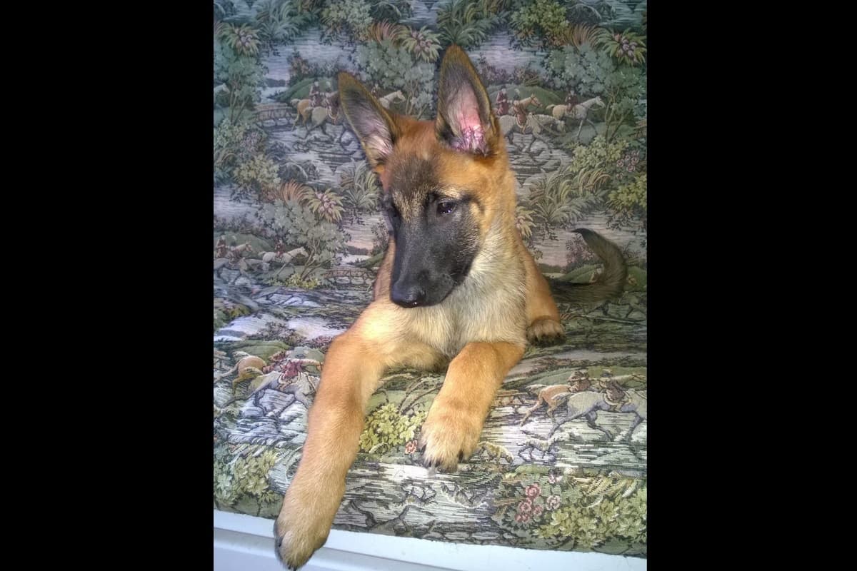 Belgian Malinois Puppies breeder image 4