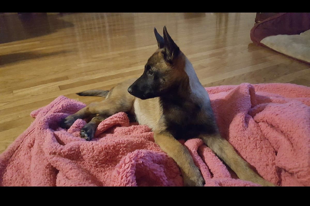 Belgian Malinois Puppies breeder image 5