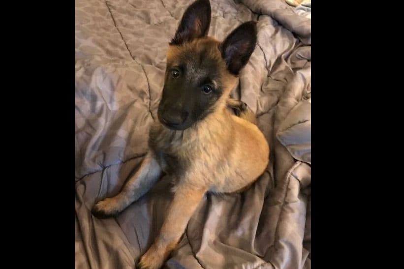 Belgian Malinois Puppies breeder image 8