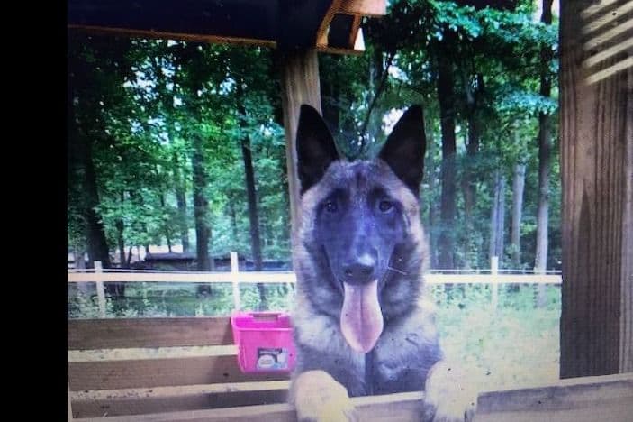 Belgian Malinois Puppies breeder image 11