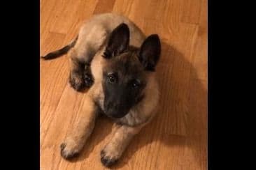 Belgian Malinois Puppies breeder image 12