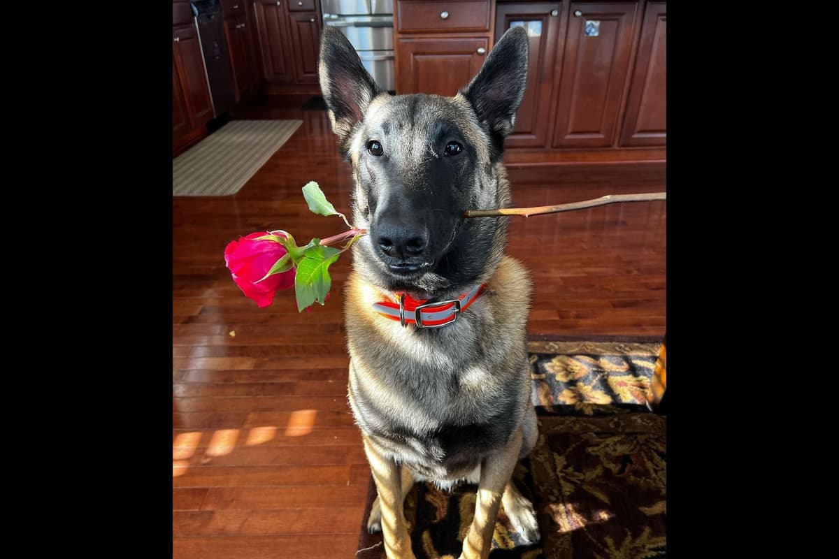 Belgian Malinois Puppies breeder image 13