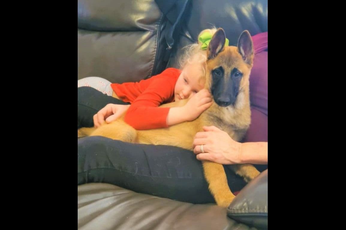 Belgian Malinois Puppies breeder image 14