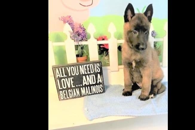 Belgian Malinois Puppies breeder image 15