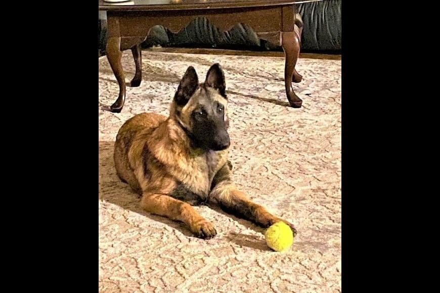 Belgian Malinois Puppies breeder image 16