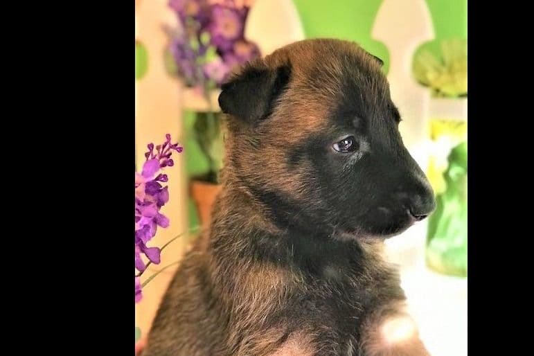 Belgian Malinois Puppies breeder image 18