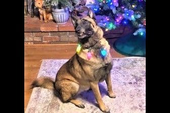 Belgian Malinois Puppies breeder image 19