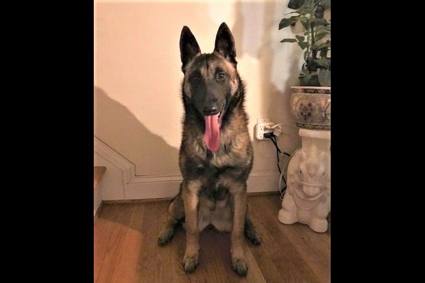 Belgian Malinois Puppies breeder image 20