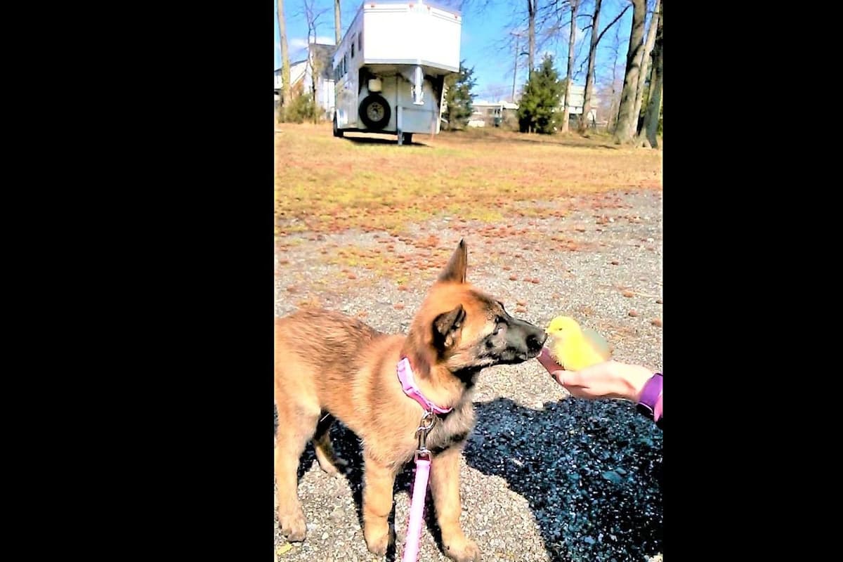 Belgian Malinois Puppies breeder image 21