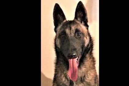 Belgian Malinois Puppies breeder image 22