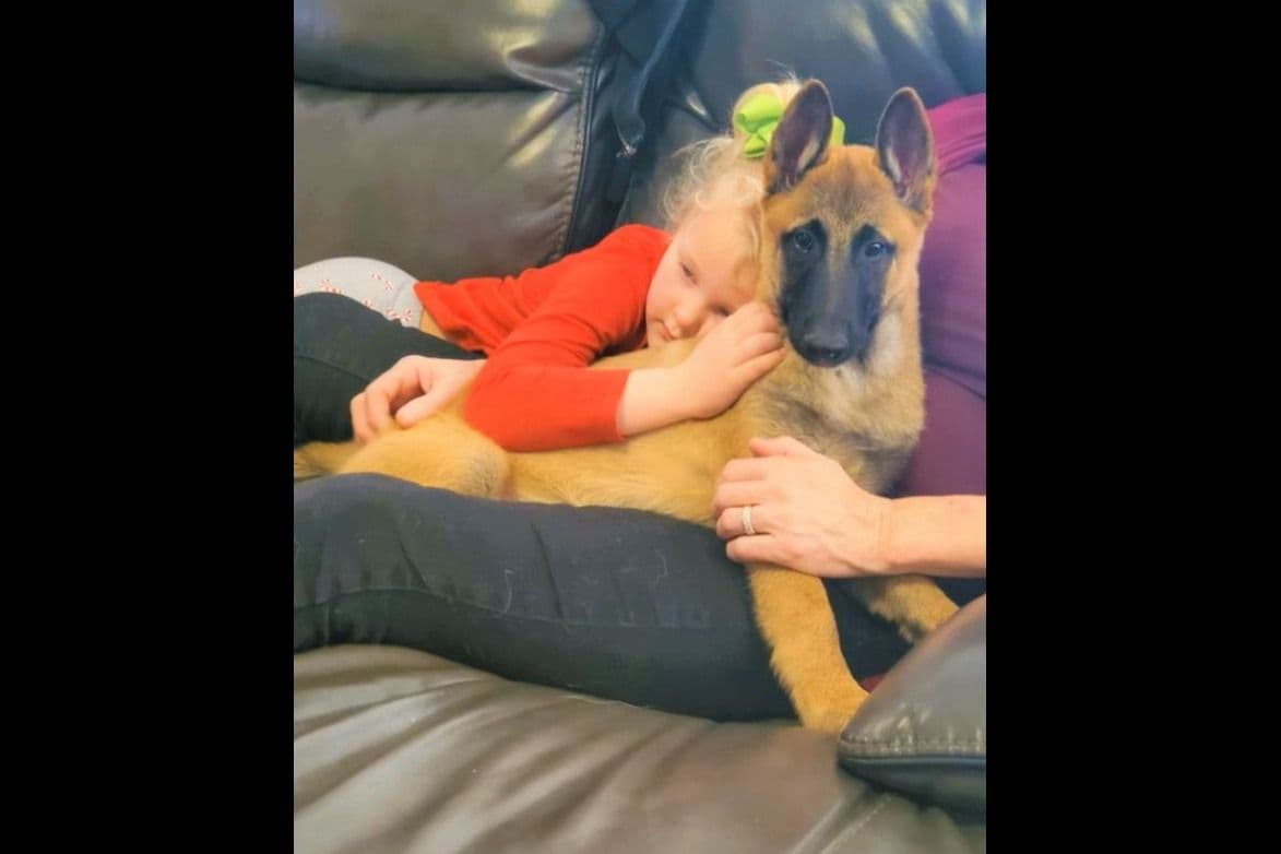 Belgian Malinois Puppies breeder image 23