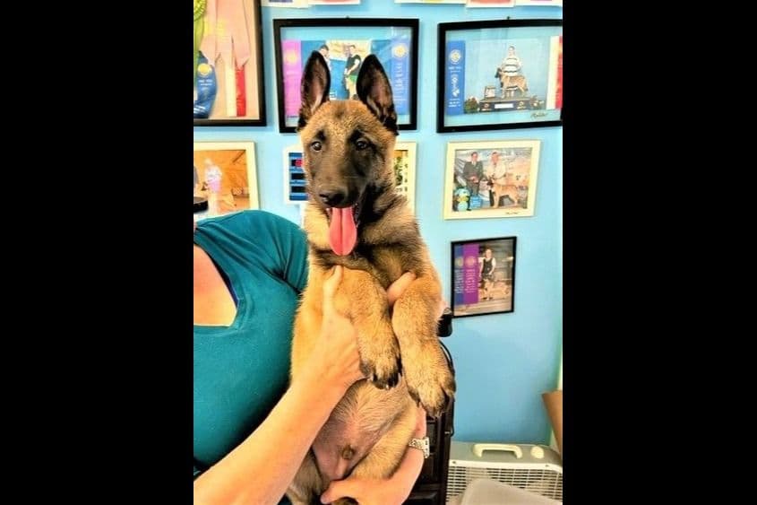 Belgian Malinois Puppies breeder image 24
