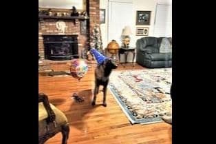Belgian Malinois Puppies breeder image 25