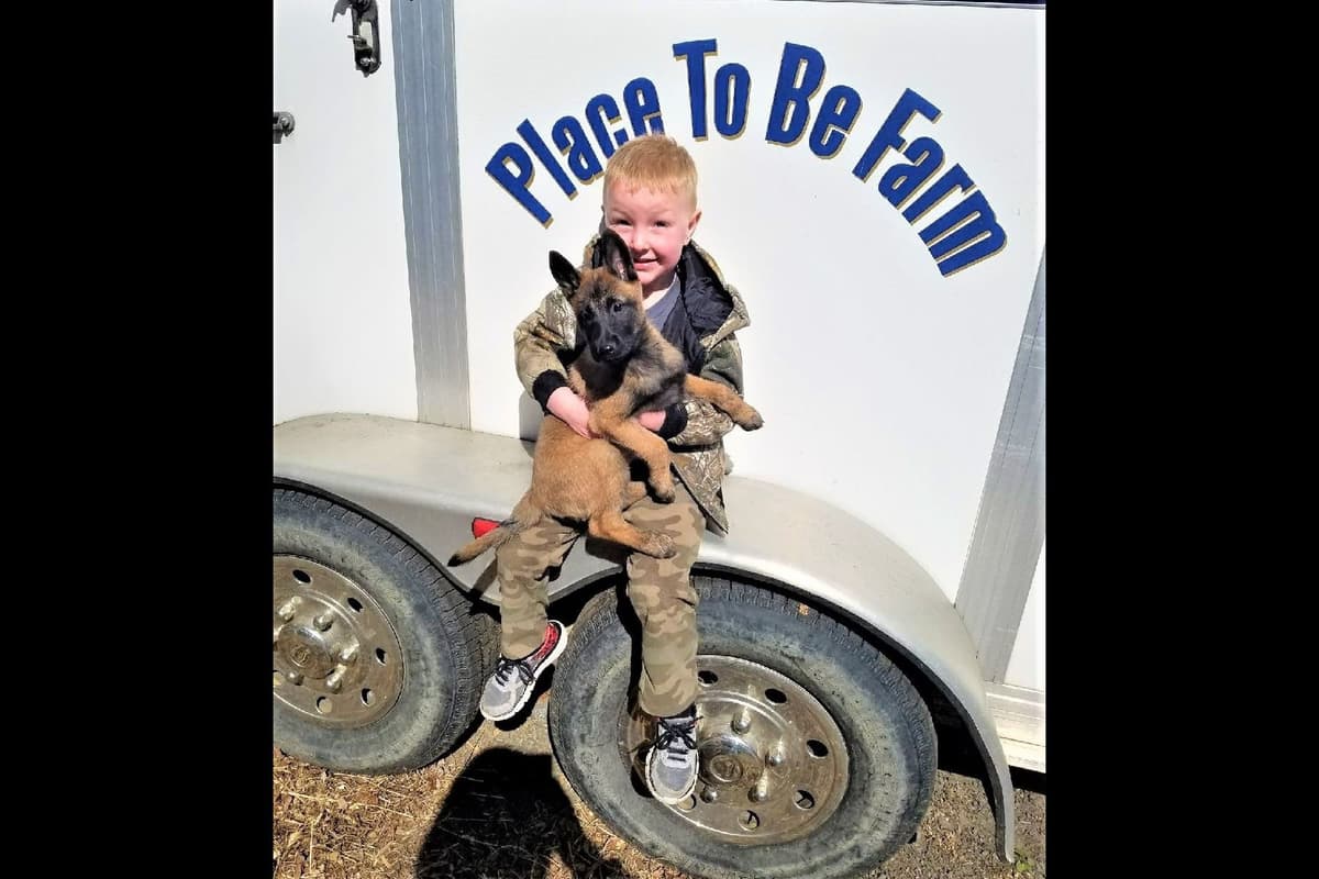 Belgian Malinois Puppies breeder image 27