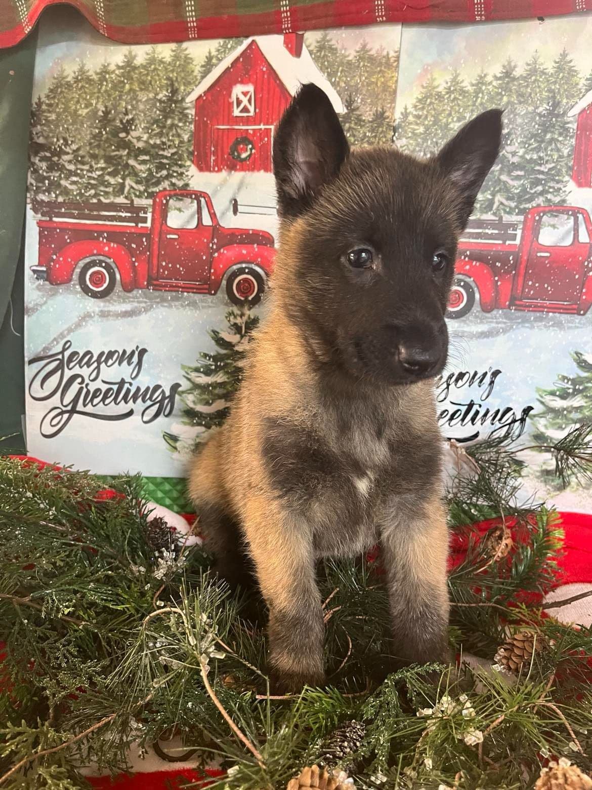Belgian Malinois Puppies breeder image 29