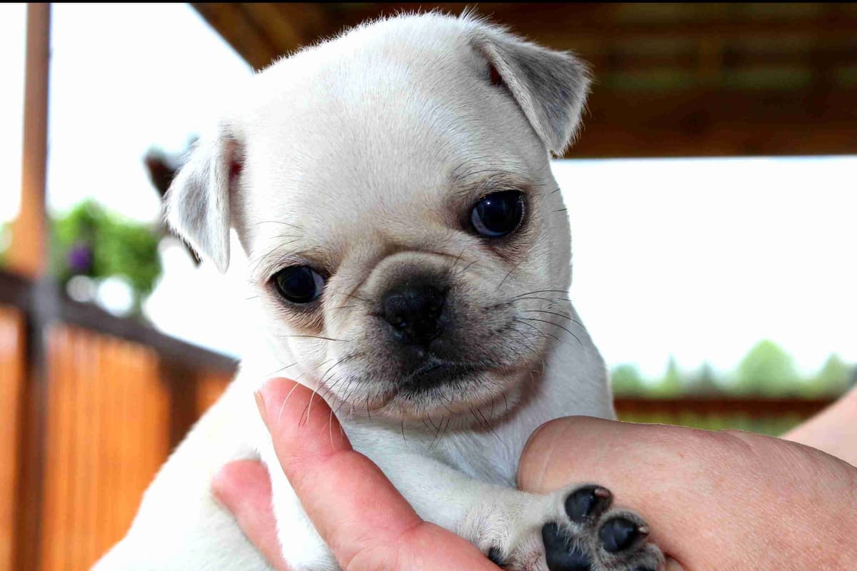 Papillon Puppies breeder image 2
