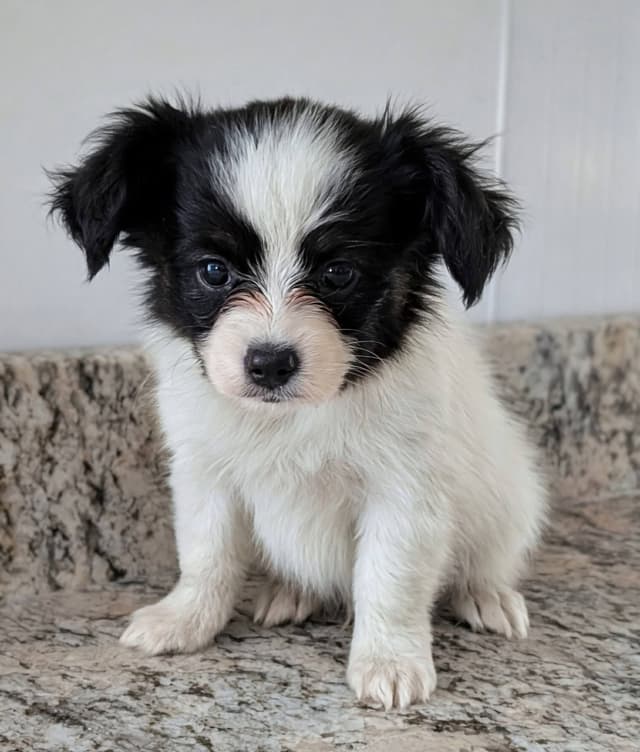 Papillon Puppies media 2