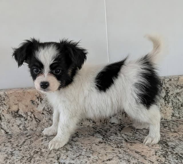 Papillon Puppies media 3