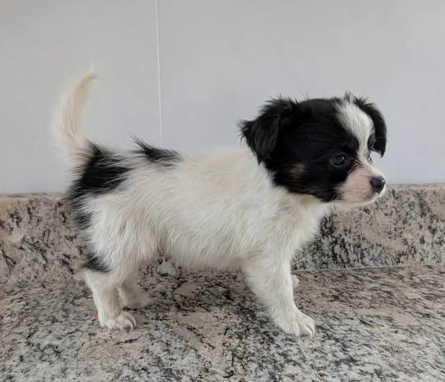 Papillon Puppies media 4