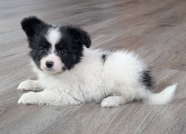 Papillon Puppies media 5