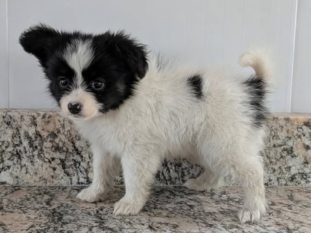 Papillon Puppies media 6