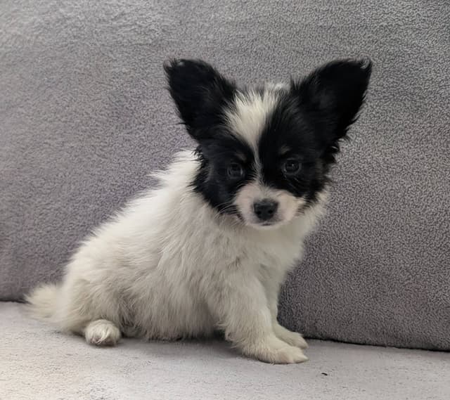 Papillon Puppies media 9