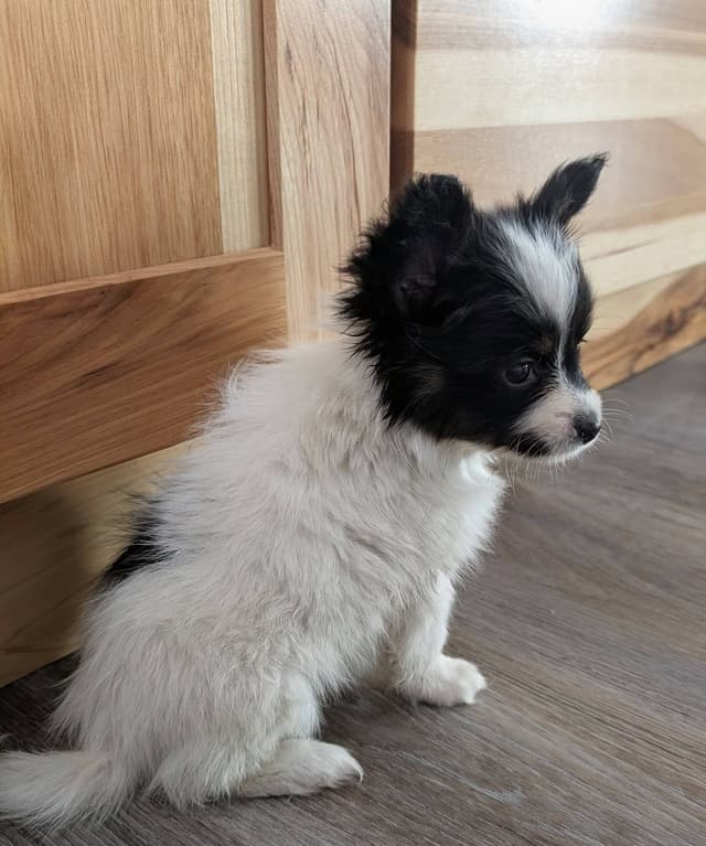 Papillon Puppies media 10