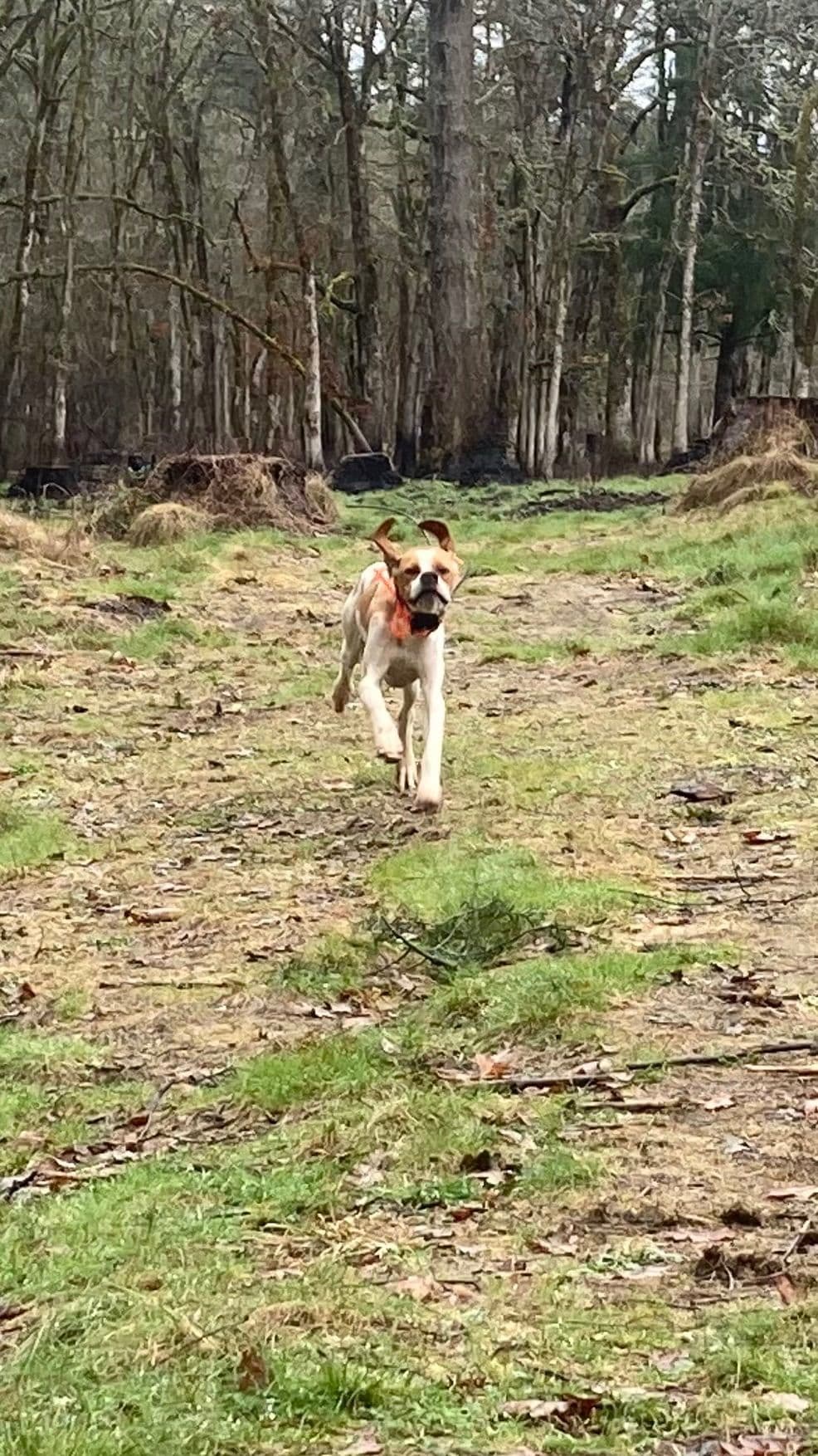 Pointer Puppies breeder image 3