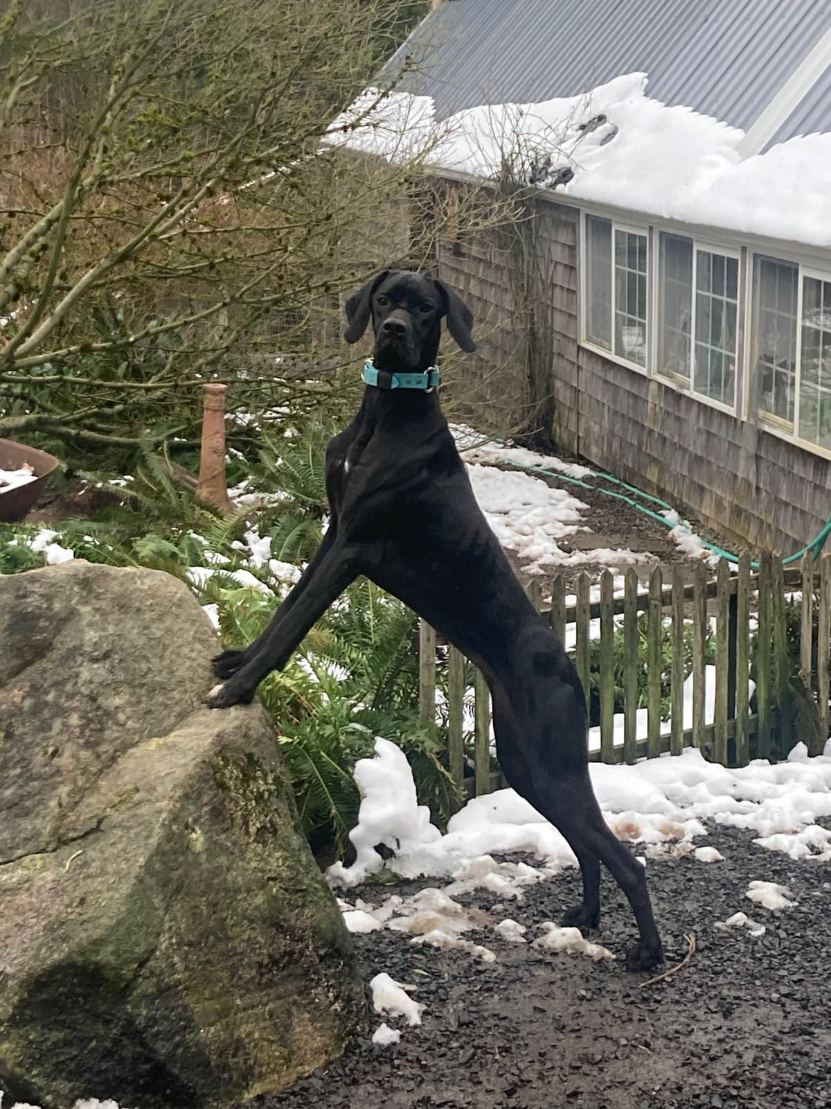 Pointer Puppies breeder image 5