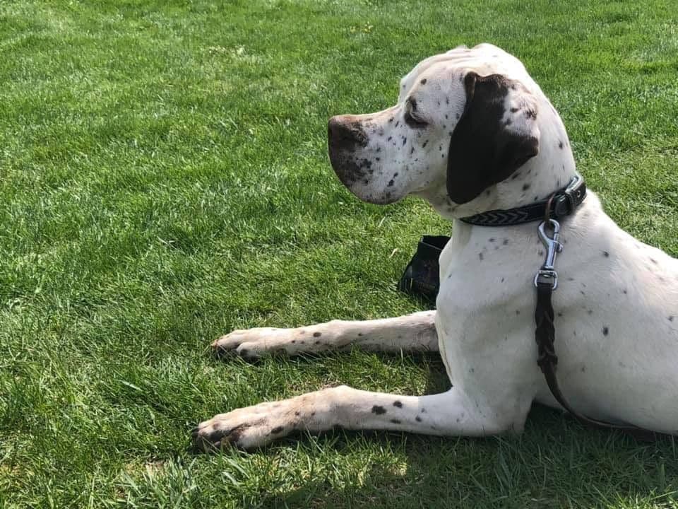 Pointer Puppies breeder image 9
