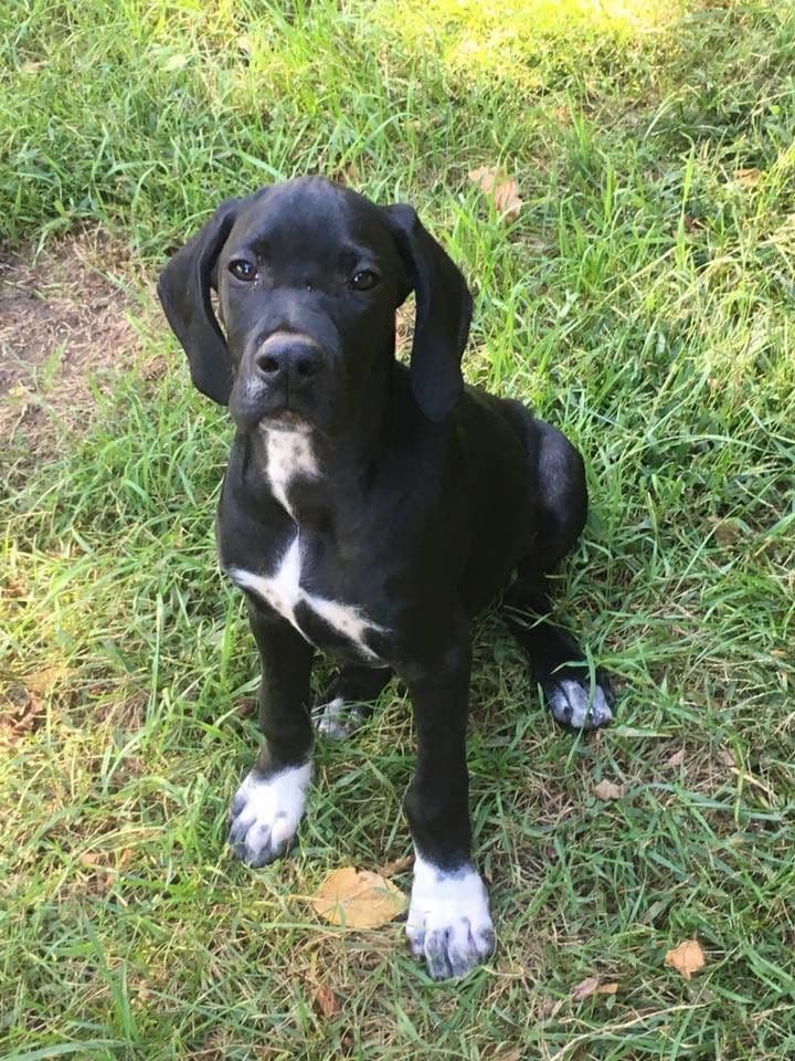 Pointer Puppies breeder image 10