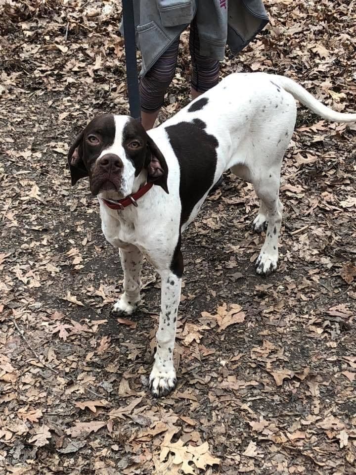 Pointer Puppies breeder image 11