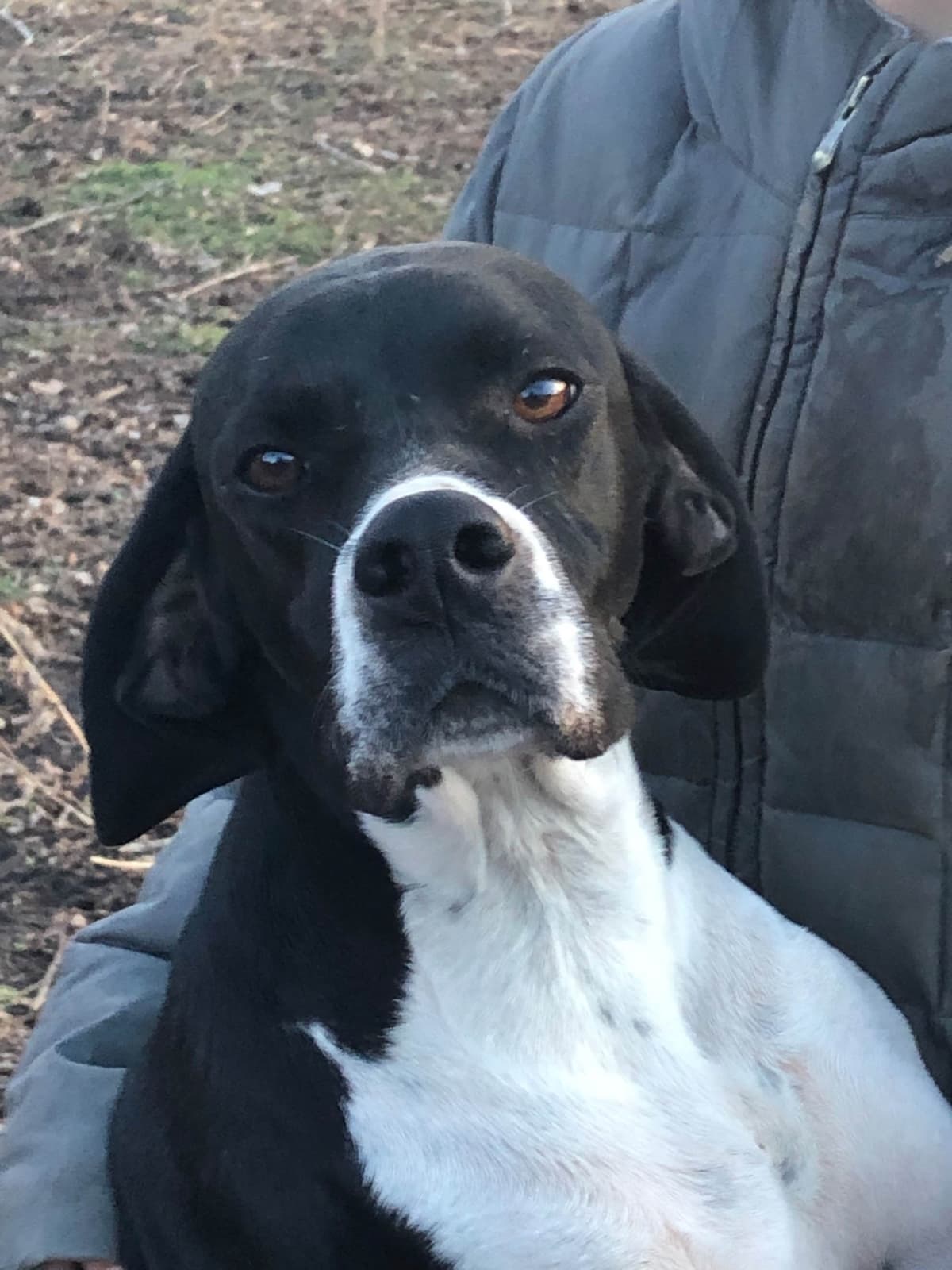 Pointer Puppies breeder image 14